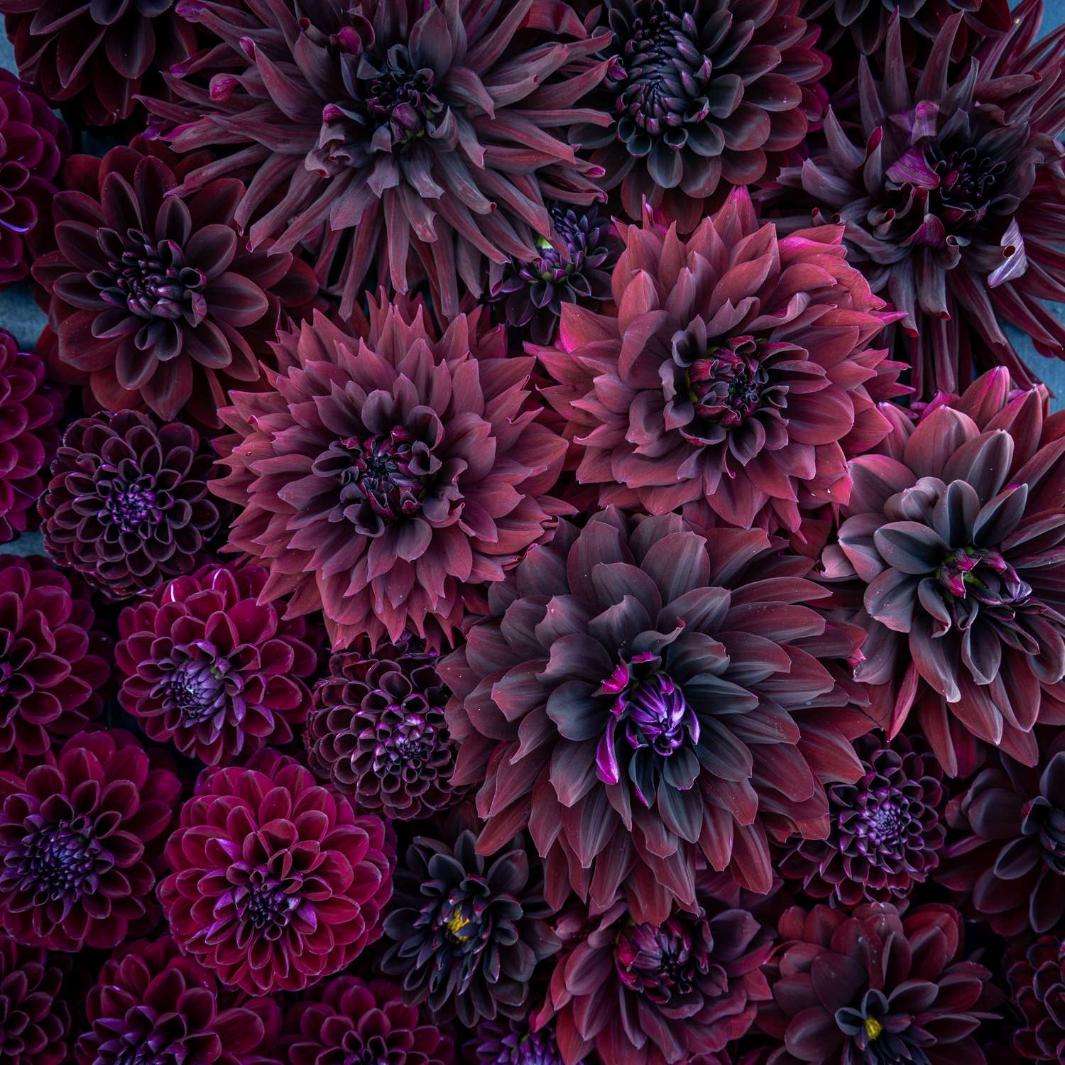Dahliamix 'Dark Favourites'